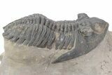 Chocolate-Brown Hollardops Trilobite - Foum Zguid, Morocco #381257-1